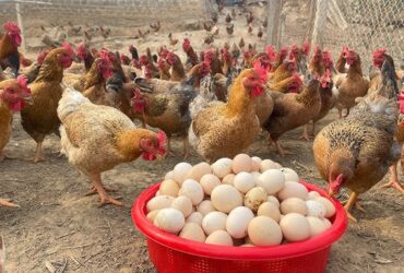 How to Raise Chickens for Meat and Eggs