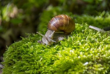 Snail Farming Profit