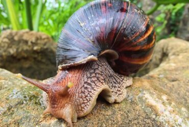Snail Farming for Beginners